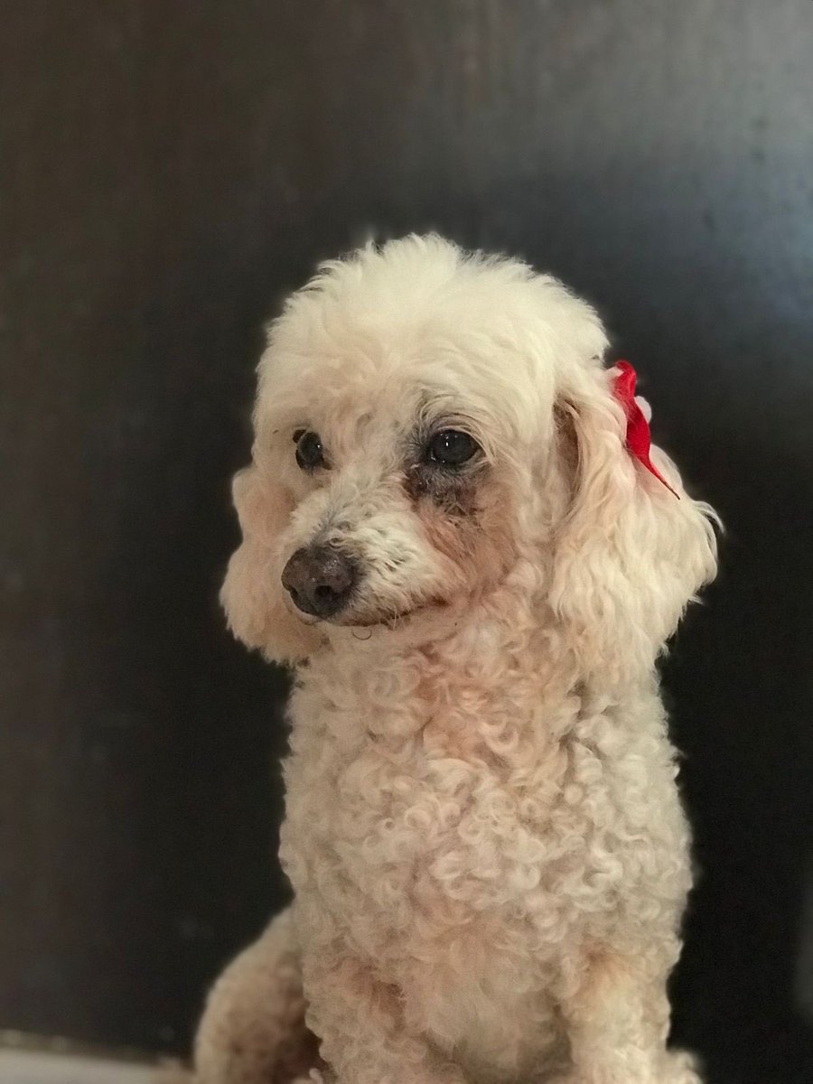 marisolpalmaa_'s tweet photo. Mis 11 años de felicidad gracias a tus ladridos y amarguras, nunca te gustó que te apapachen pero cuando te dejabas parecías un osito de lo pequeñita que estabas, te amaré siempre. https://t.co/0Q5d6uG4no