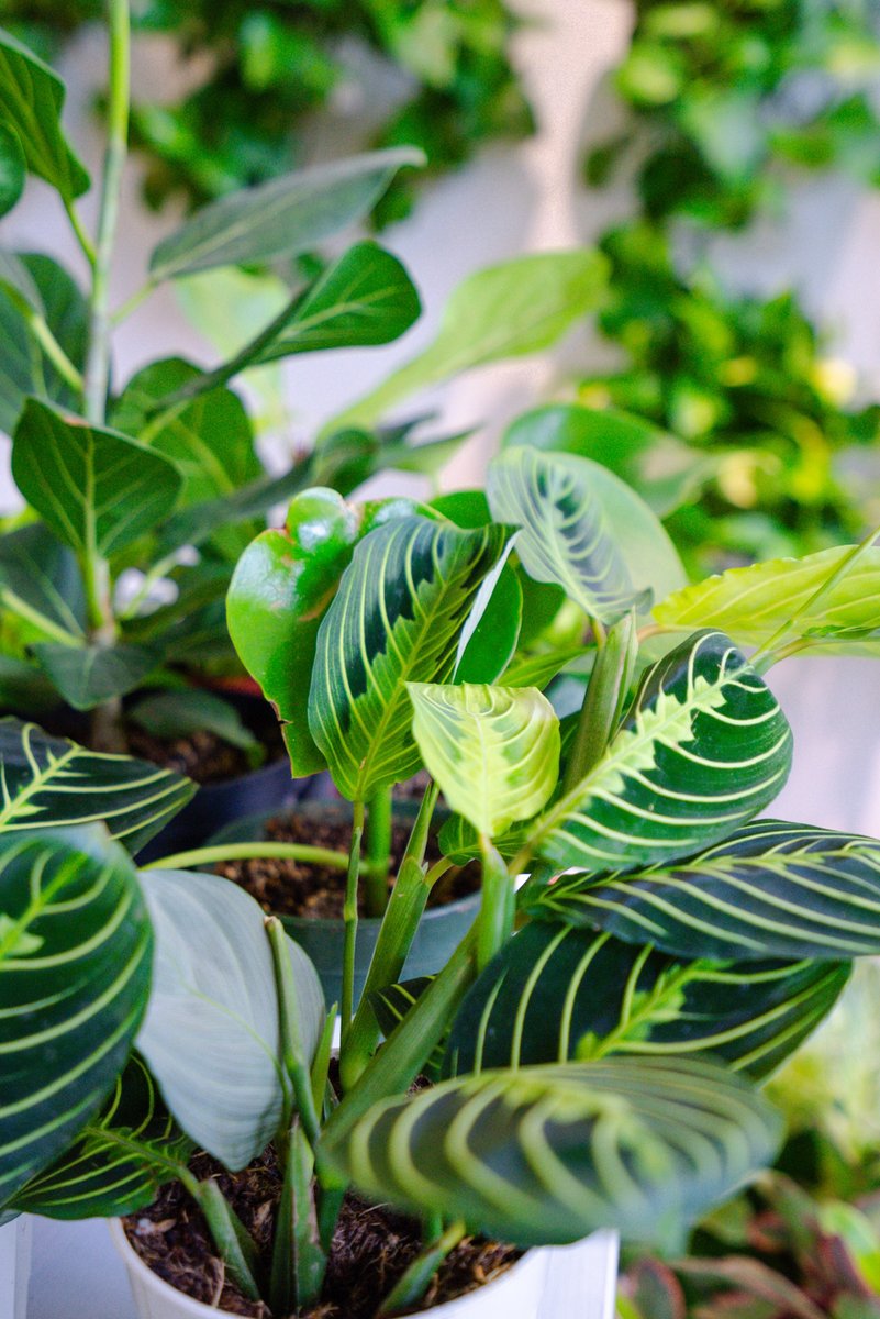 Penelope_Pots's tweet photo. Lemon Lime Maranta 🪴 She’s green, she’s fierce, she’s easy to care for (she may die back once a year but hey it’s ok, we can all be divas 💁🏻). 

#urbanjungle #plantlover #tropicalplants #iwetmyplants #greenspace #plantlover #plantyplaces #plantboutique #orangecounty #orangecou https://t.co/aq7Ws5m8bS