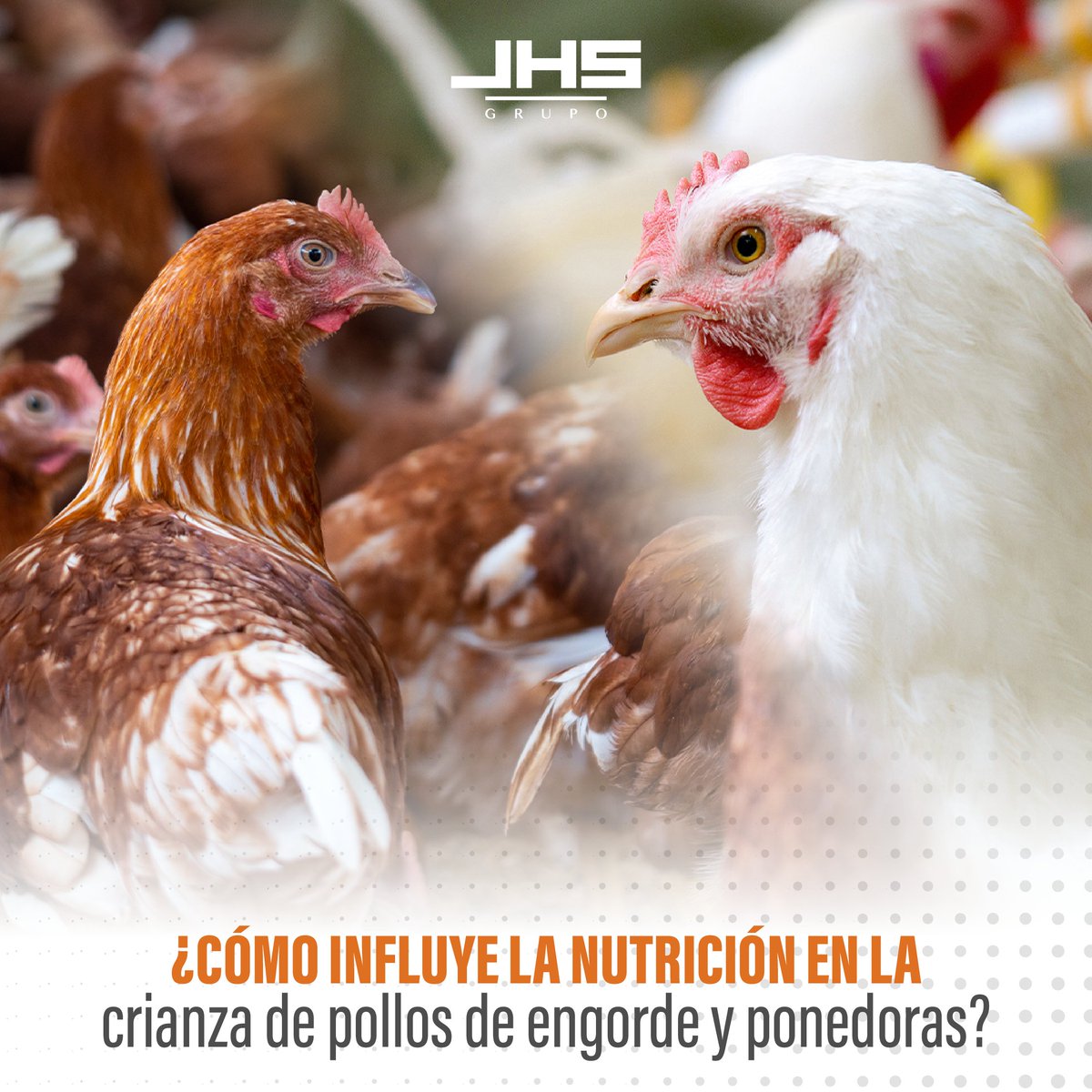 jhsagro's tweet photo. La alimentación de las #GallinasPonedoras y los #PollosDeEngorde son totalmente diferentes para poder lograr nuestras metas.
Es por eso que te invitamos a ver las siguientes imágenes, e informarte cómo es la alimentación de cada #ave dentro del #GrupoJHS https://t.co/CLCBSHyexn