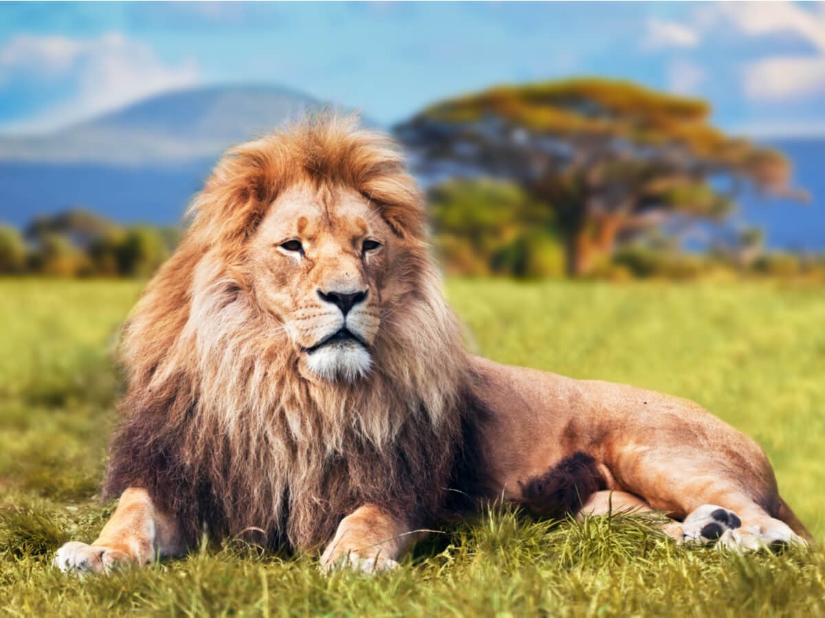 #10Agosto 

#DíaMundialDelLeón, el Rey de la Selva urge ser conscientes que su extinción es inminente como especie

Hoy recordamos el crimen del León Cecil 🦁 en el año 2015 ocurrido en el parque nacional Hwange, en Zimbabue, África.