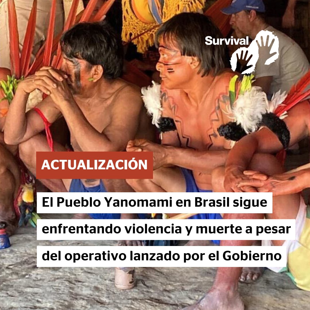 “Seguimos sufriendo”
👆Título del último informe de las organizaciones indígenas yanomami y ye’kwana sobre los resultados del operativo del Gobierno de Brasil para expulsar a los mineros de oro ilegales y hacer frente a la crisis humanitaria en el territorio #yanomami.
