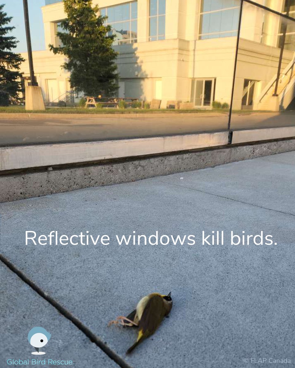 Birds can see through glass, and what is reflected on glass, but they cannot see glass itself. Reflections on windows pose a massive threat to birds that collide while trying to reach the reflected image. Keep birds safe by creating a visual barrier! 

flap.org/stop-birds-fro….