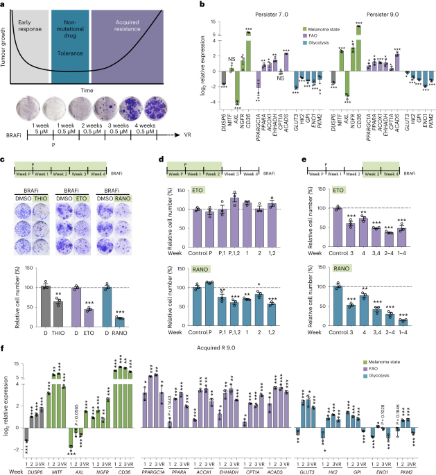 NatMetabolism's tweet photo. Online now! Metabolic rewiring induced by ranolazine improves melanoma responses to targeted therapy and immunotherapy https://t.co/4k2WVeXHkn https://t.co/m8cICrXgKB