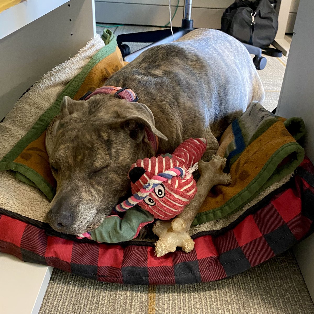 HDMutual's tweet photo. It's #NationalSpoilYourDogDay, a day dedicated to showing our furry bffs how much we love &amp; appreciate them. Despite this being 1 day out of the year, we like to believe that the dogs of Dumfries are spoiled every day! Thanks to Gracie, Ruger, Harvey and Penny for coming in! 🐾💙 https://t.co/CtXoCbvWux