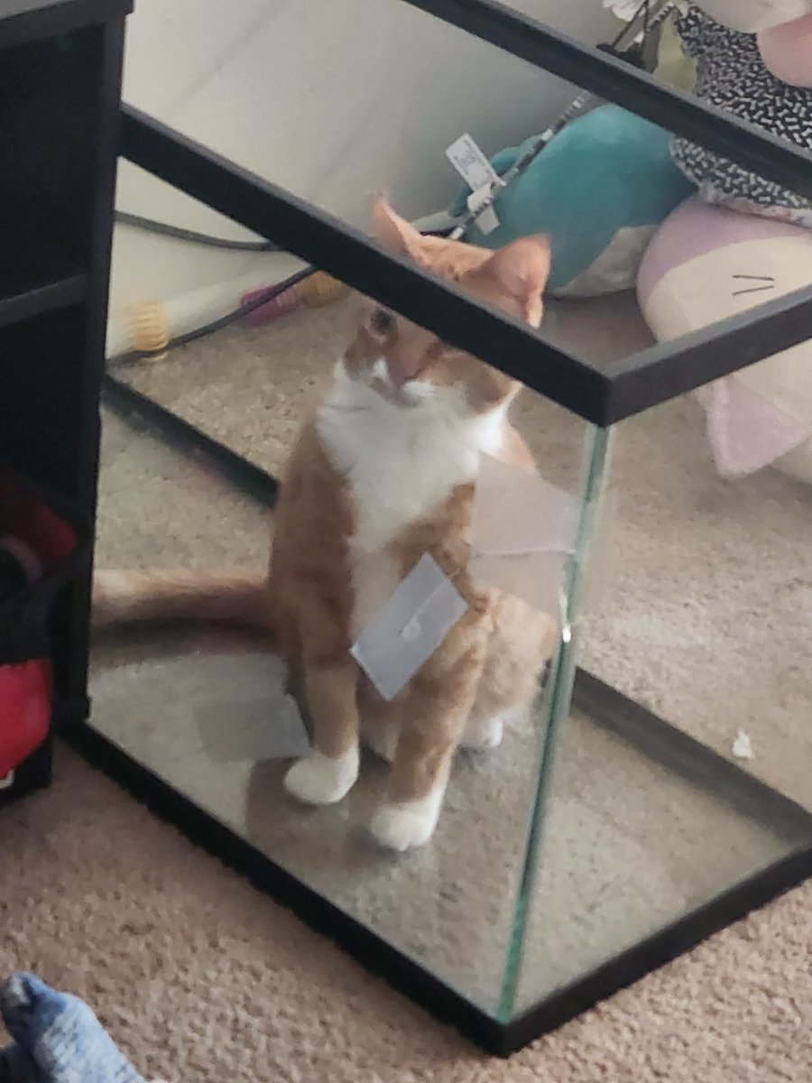 JynxCat's tweet photo. @ShouldHaveCat Beepo https://t.co/rGmX2H92ea