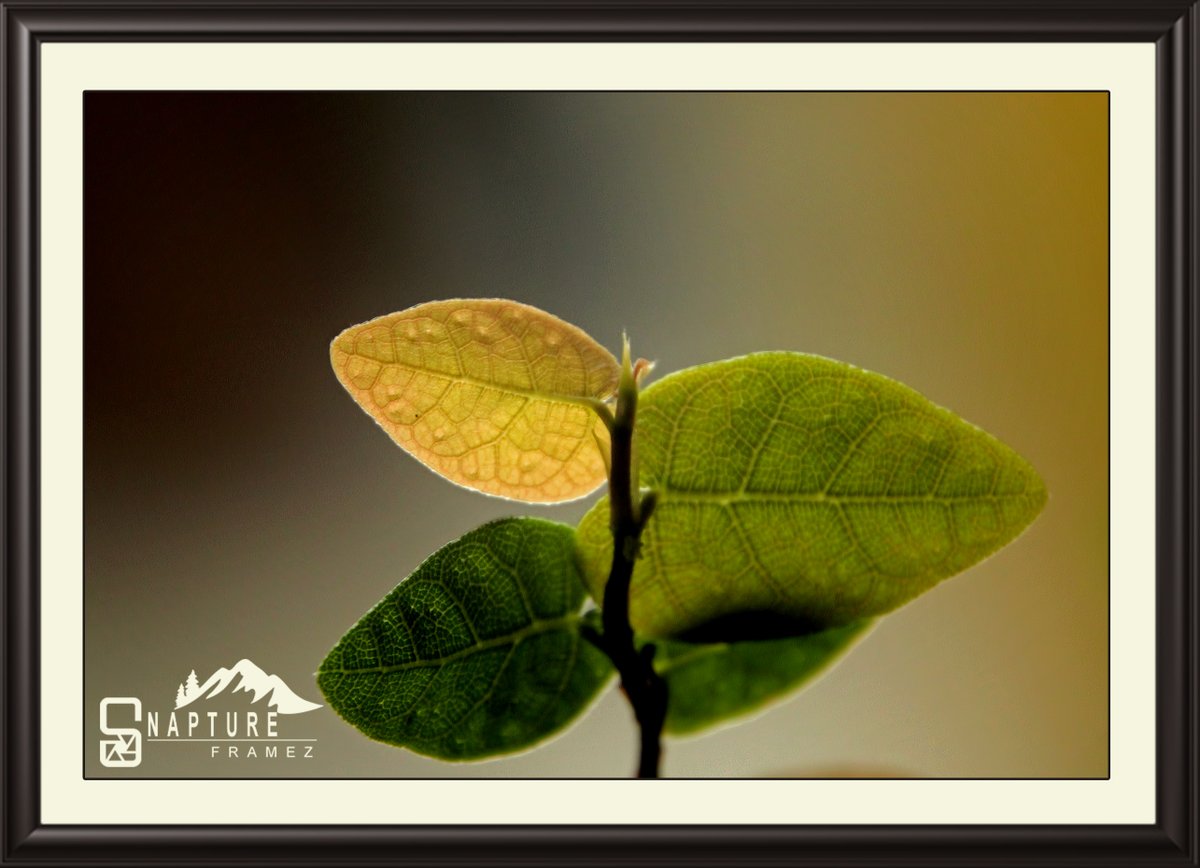 viswaprem_ca's tweet photo. Shades of Green
@viswapremca
https://t.co/lwixvBp4XK

#leaf
#greenleaf
#shadesofgreen
#leafphotography
#greenshades
#leafbackground
#nature
#leafwallpaper
#backgroundpicture
#greencolor
#naturephotography
#heavenonearth
#naturelovers
#photograhers
#natgeo 
#canonindiaphotography https://t.co/izc6FWKKmk