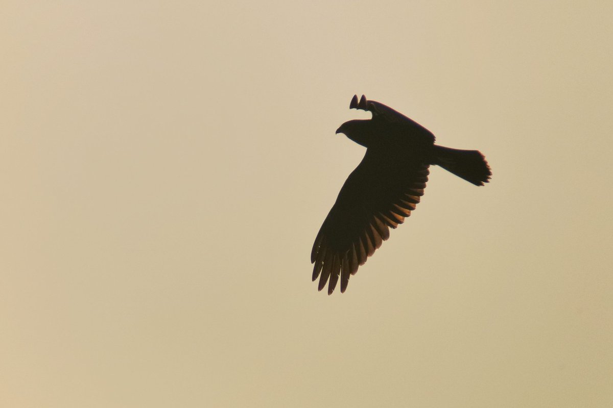 LapwingEcology's tweet photo. Early August saw the raptor surveys wrapped up, many species seem to have had an excellent year #marshharrier #merlin #buzzard #henharrier https://t.co/R5VgEL68Rz