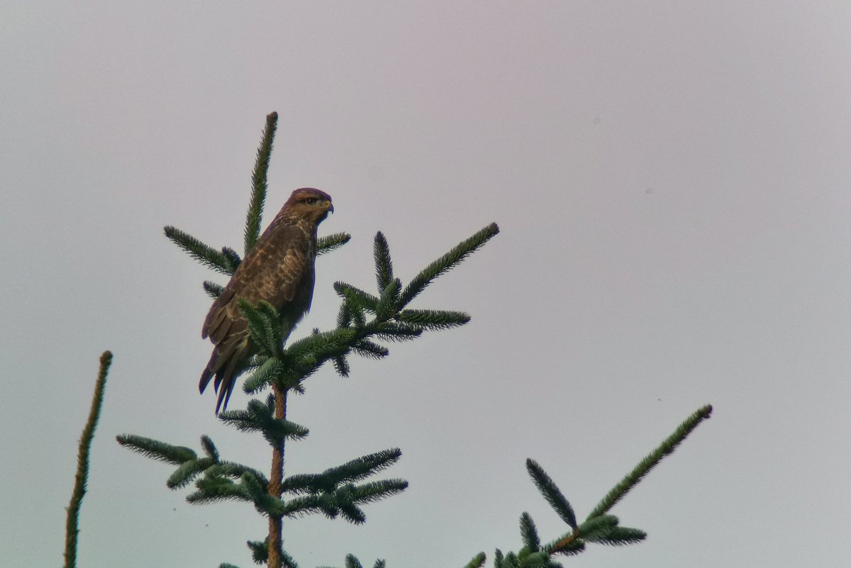 LapwingEcology's tweet photo. Early August saw the raptor surveys wrapped up, many species seem to have had an excellent year #marshharrier #merlin #buzzard #henharrier https://t.co/R5VgEL68Rz