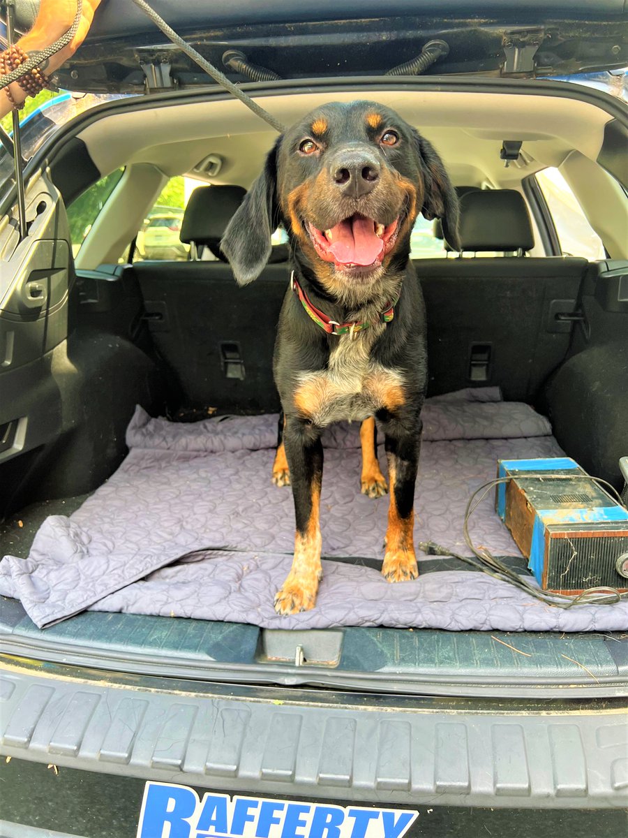 RaffertySubaru's tweet photo. Rafferty #RESCUE #POTW: Scout! https://t.co/5A8MqJqrFJ…………………. #petoftheWeek #RaffertyRescue #rescuedog #RescueDogs #ADOPT
@Providence_AC https://t.co/n18LjIvBnr