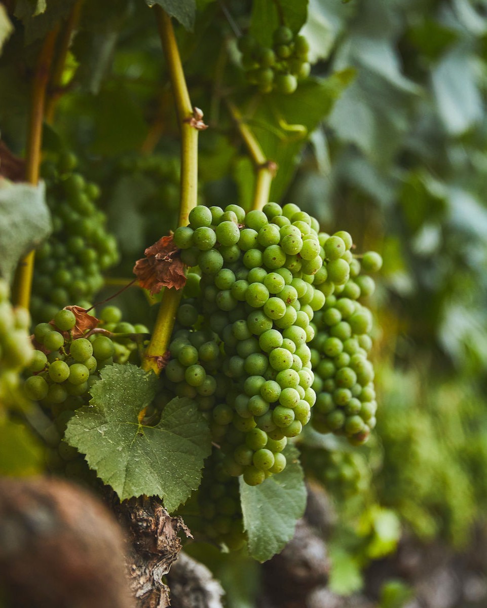 Straight outta Mendocino County. Where the climate's cool, and the sparkling wines rule. Visit our tasting room in Anderson Valley for a toast or two 7 days a week 11a-5p. We look forward to seeing you soon!

Reserve your table here: loom.ly/3gly9GA.