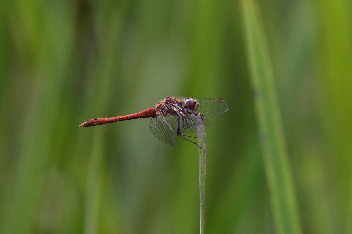 Pennington Flash ☀️

#penningtonflash #bandeddemoiselle #commondarter #damselfly #dragonfly #Canon90D #Sigma150600 #Sharemysigma