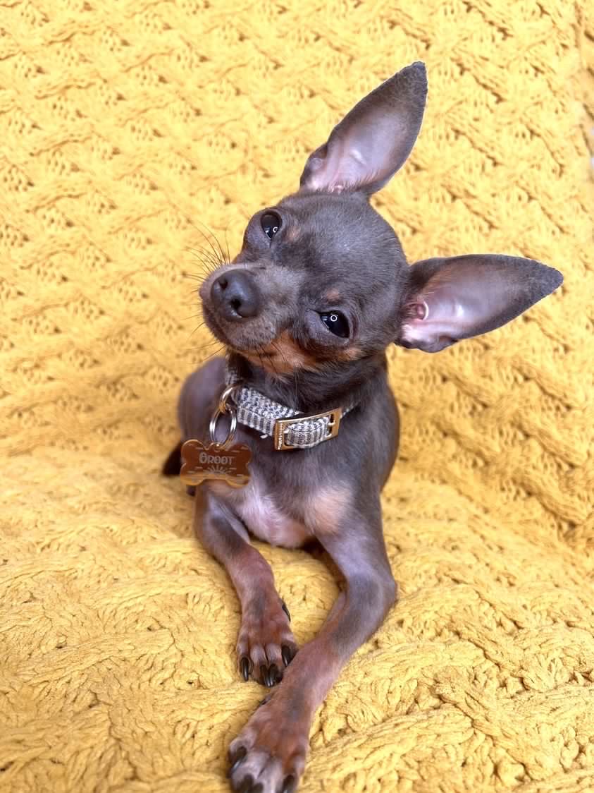PetANtastic's tweet photo. So Cal weather is being really sus right now ... 

Happy Thursday everyone !🥰
#pettastic #petantastic #smallbusiness #happy #thursday https://t.co/rTW1Mj6ZQI