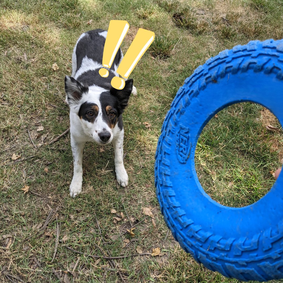 🚀 Throwback time! Share your cherished moments of your dogs at Barks and Recreation in the comments. 📸 #ThrowbackThursday #DogMemories #BarksAndRecreation