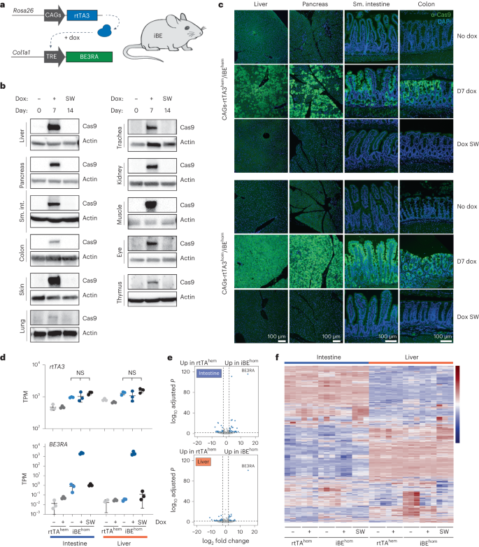 NatureBiotech's tweet photo. Generation of precision preclinical cancer models using regulated in vivo base editing https://t.co/Dc0eJXQTZa https://t.co/V3s5F0q6ed