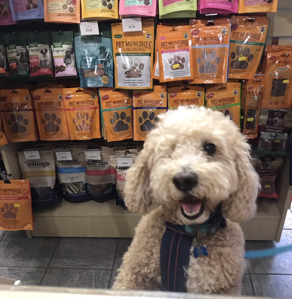 Marshalls Pet Store tweet media