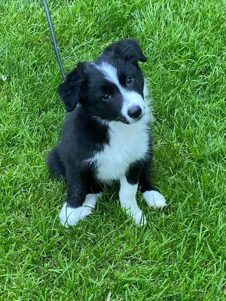 Rate this cuteness 1-10🥰