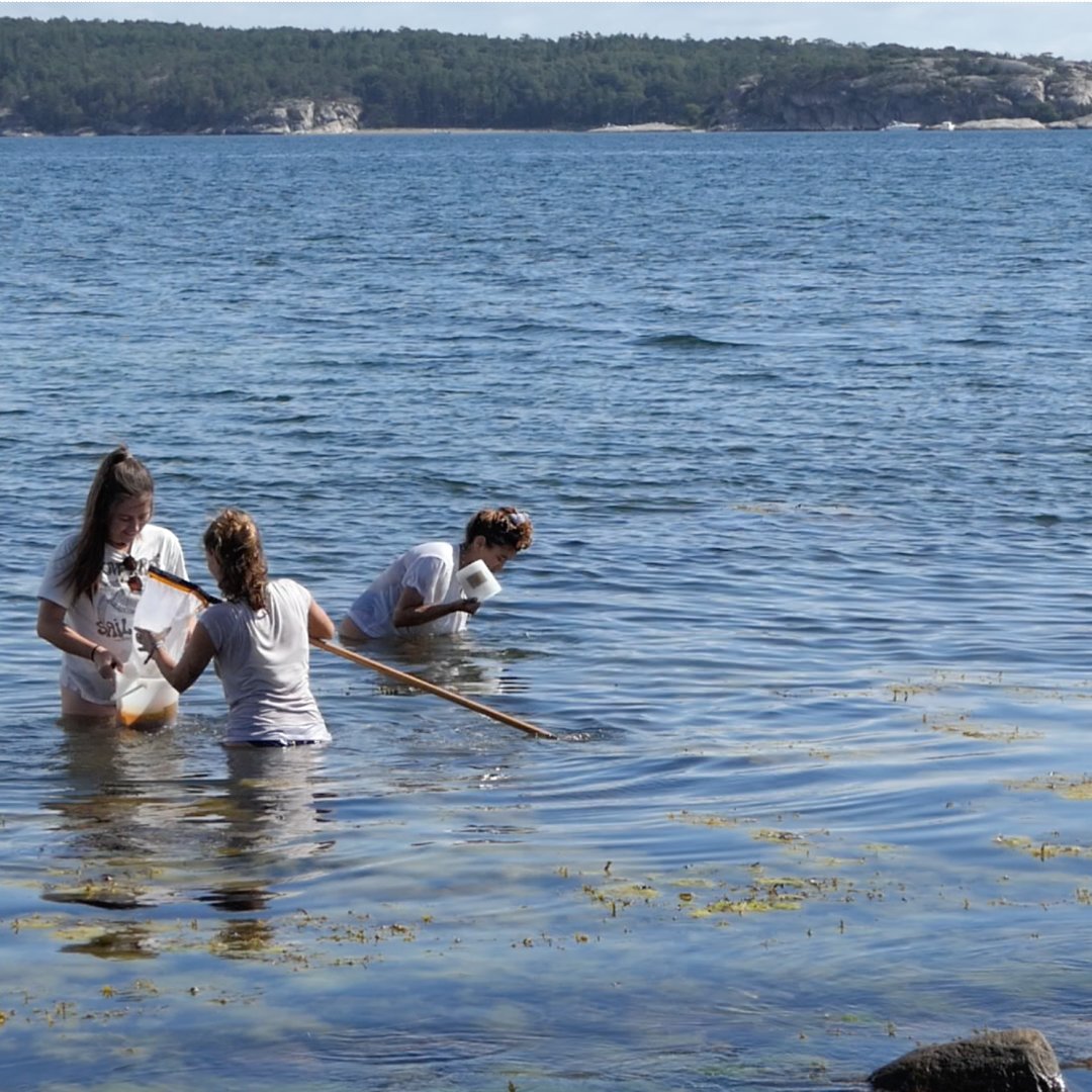 Ever wondered what's lurking in the world of macroalgae? We're Team 9, The Funky Fucus Finders, on a Sweden adventure. Our mission? Exploring Fucus vesiculosus and the creatures that call it home! 🦐🐟 Our goal? To compare life in polluted vs. clean environments.🌱🌿