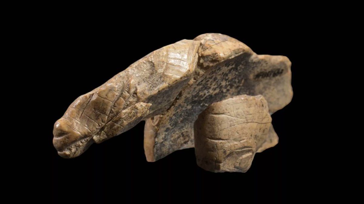 linklore_'s tweet photo. Can you guess what this animal is? 🤔 Archaeologists have found the missing piece of an ice age carving in a German cave, but they don’t know if it’s a cave lion or a cave bear. 🦁🐻 Check out this article to learn more about this ancient mystery. #archaeology #iceage #carving https://t.co/A7Vdokrsht