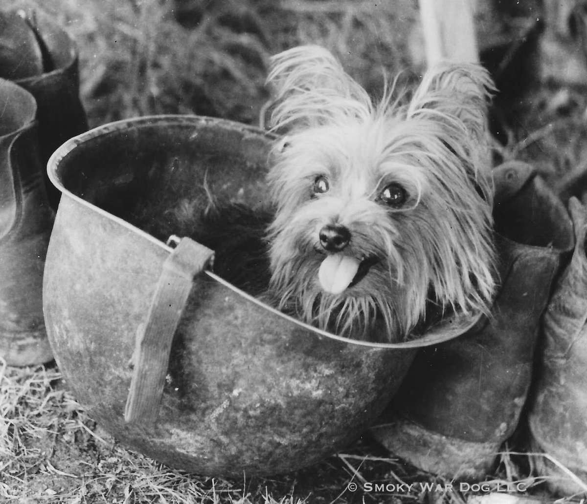 This is Smoky. She was World War II’s littlest soldier and the first therapy dog on record. In 1944, a U.S. soldier found her in an abandoned foxhole in the New Guinea jungle. She soon became the travel companion of Corporal William Wynne…