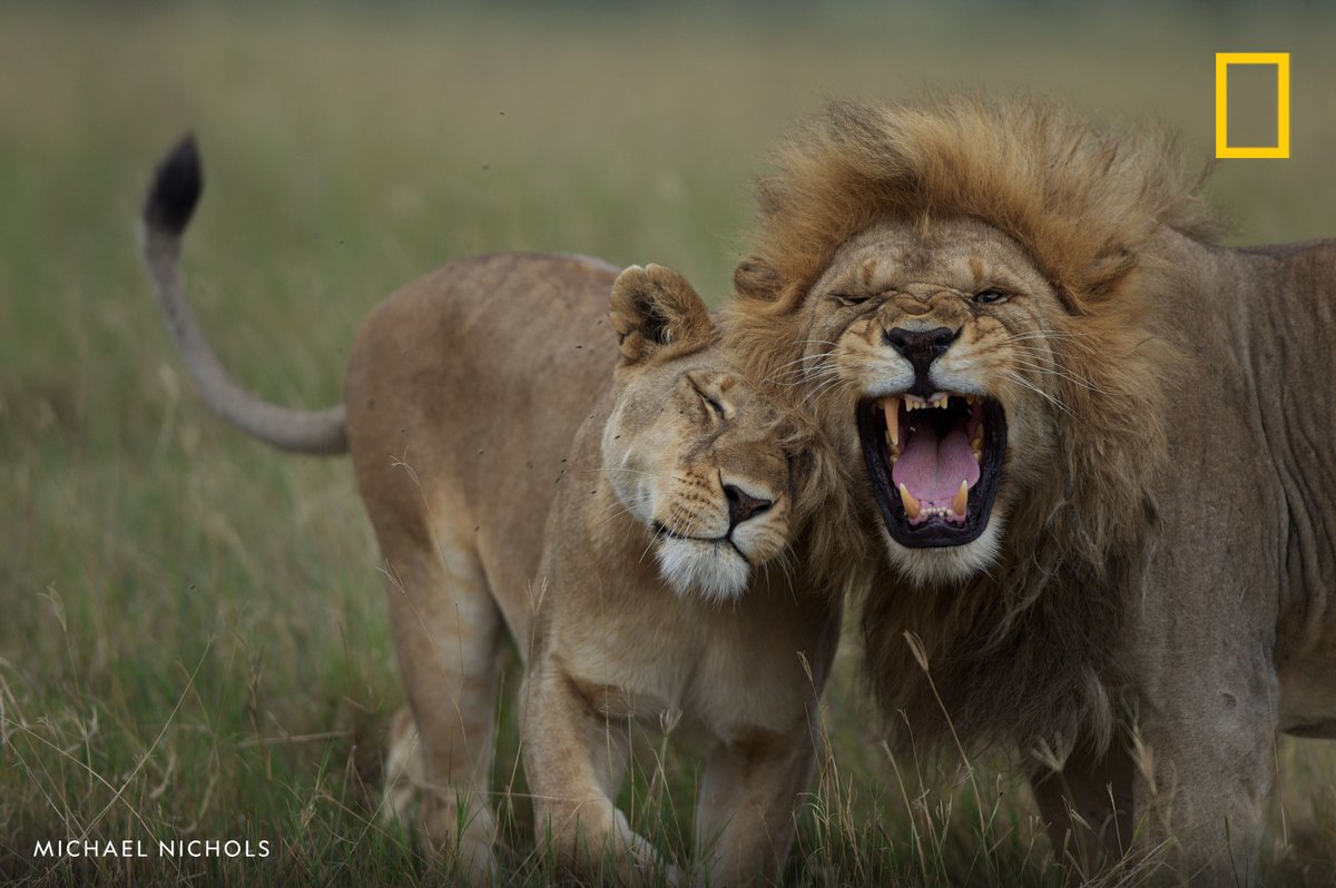Happy #WorldLionDay! An adult male lion snarls at a Barafu female in Serengeti National Park, Tanzania in this image from our archives