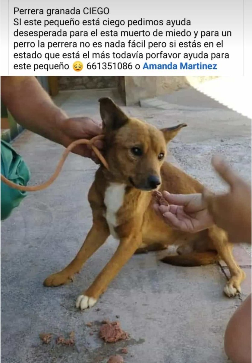 sonia 🐕🐶🐱🐅🦓🐷🦌🐮🐄🐒🐩🐂🦃🐴🐃🦛🦁🐐🌱💚🇵🇸 tweet media