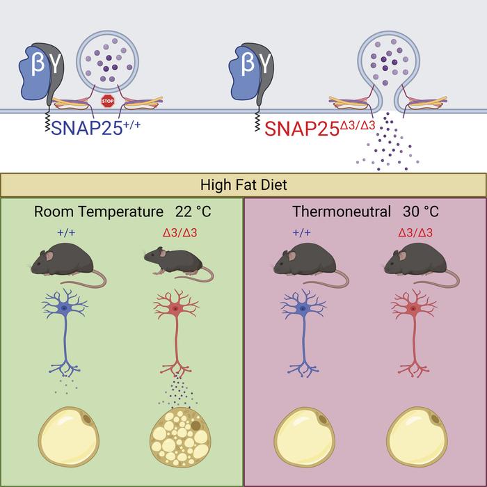 Daniel J Drucker (@danieljdrucker) on Twitter photo The Gβγ-SNARE interaction represents a cellular mechanism that deserves exploration as an additional avenue for combatting metabolic disease notwithstanding its potentiation of basal autonomic nervous system activity <a href="/jclinicalinvest/">Journal of Clinical Investigation</a> #obesity jci.org/articles/view/… <a href="/hamm_heidi/">heidi hamm</a> The Gβγ-SNARE interaction represents a cellular mechanism that deserves exploration as an additional avenue for combatting metabolic disease notwithstanding its potentiation of basal autonomic nervous system activity <a href="/jclinicalinvest/">Journal of Clinical Investigation</a> #obesity jci.org/articles/view/… <a href="/hamm_heidi/">heidi hamm</a>