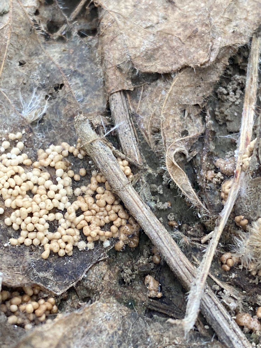 T_birdPathology's tweet photo. Post rain event is the best time to scout for Athelia rolfsii in soybean and peanut. Look close to the base of plants for the “showy signs” of the pathogen #southernblight #plantpathlove @MSSOY @MSU_AG  @baldpathologist  @tripathi_subina  @UnitedSoy @MSUpeanuts @TrentIrby https://t.co/HwINgWyfZg