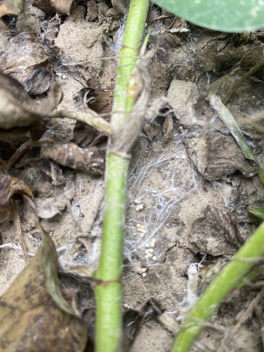 Tessie Wilkerson (@t_birdpathology) on Twitter photo Post rain event is the best time to scout for Athelia rolfsii in soybean and peanut. Look close to the base of plants for the “showy signs” of the pathogen #southernblight #plantpathlove <a href="/MSSOY/">MS SOYBEAN BOARD</a> <a href="/MSU_AG/">MSU CALS/MAFES</a> <a href="/baldpathologist/">Tom Allen</a> <a href="/tripathi_subina/">Subina Tripathi</a> <a href="/UnitedSoy/">United Soybean Board</a> @MSUpeanuts <a href="/TrentIrby/">Trent Irby</a> Post rain event is the best time to scout for Athelia rolfsii in soybean and peanut. Look close to the base of plants for the “showy signs” of the pathogen #southernblight #plantpathlove <a href="/MSSOY/">MS SOYBEAN BOARD</a> <a href="/MSU_AG/">MSU CALS/MAFES</a> <a href="/baldpathologist/">Tom Allen</a> <a href="/tripathi_subina/">Subina Tripathi</a> <a href="/UnitedSoy/">United Soybean Board</a> @MSUpeanuts <a href="/TrentIrby/">Trent Irby</a>