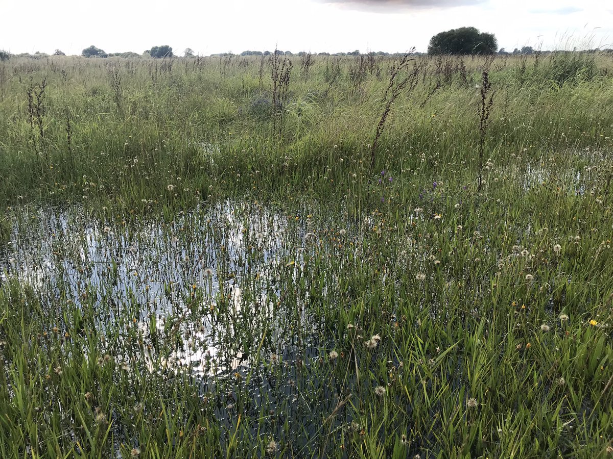 Rosewood_Farm's tweet photo. Safe to say that we won’t be cutting the wildflower meadow next week! #EmptyBarn #FloodplainMeadows https://t.co/M6lUBkHPv0
