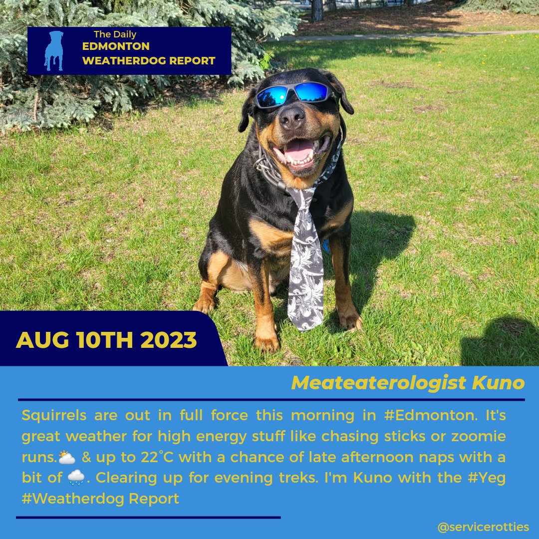 Squirrels are out in full force this morning in #Edmonton. It's great weather for high energy stuff like chasing sticks or zoomie runs.⛅️ &amp; up to 22°C with a chance of late afternoon naps with a bit of 🌧. Clearing up for evening treks. I'm Kuno with the #Yeg #Weatherdog Report