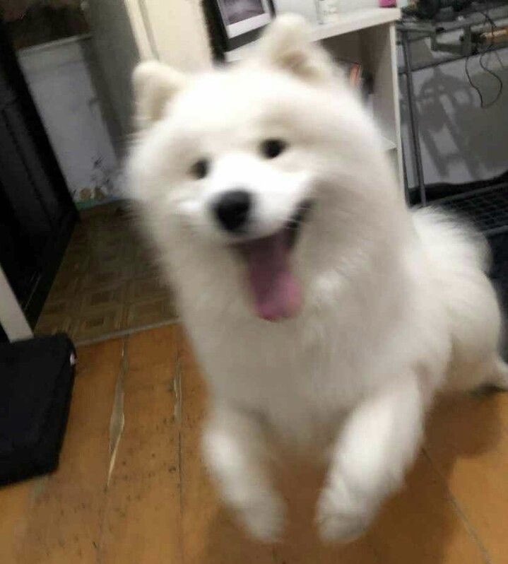 reoji tweet media