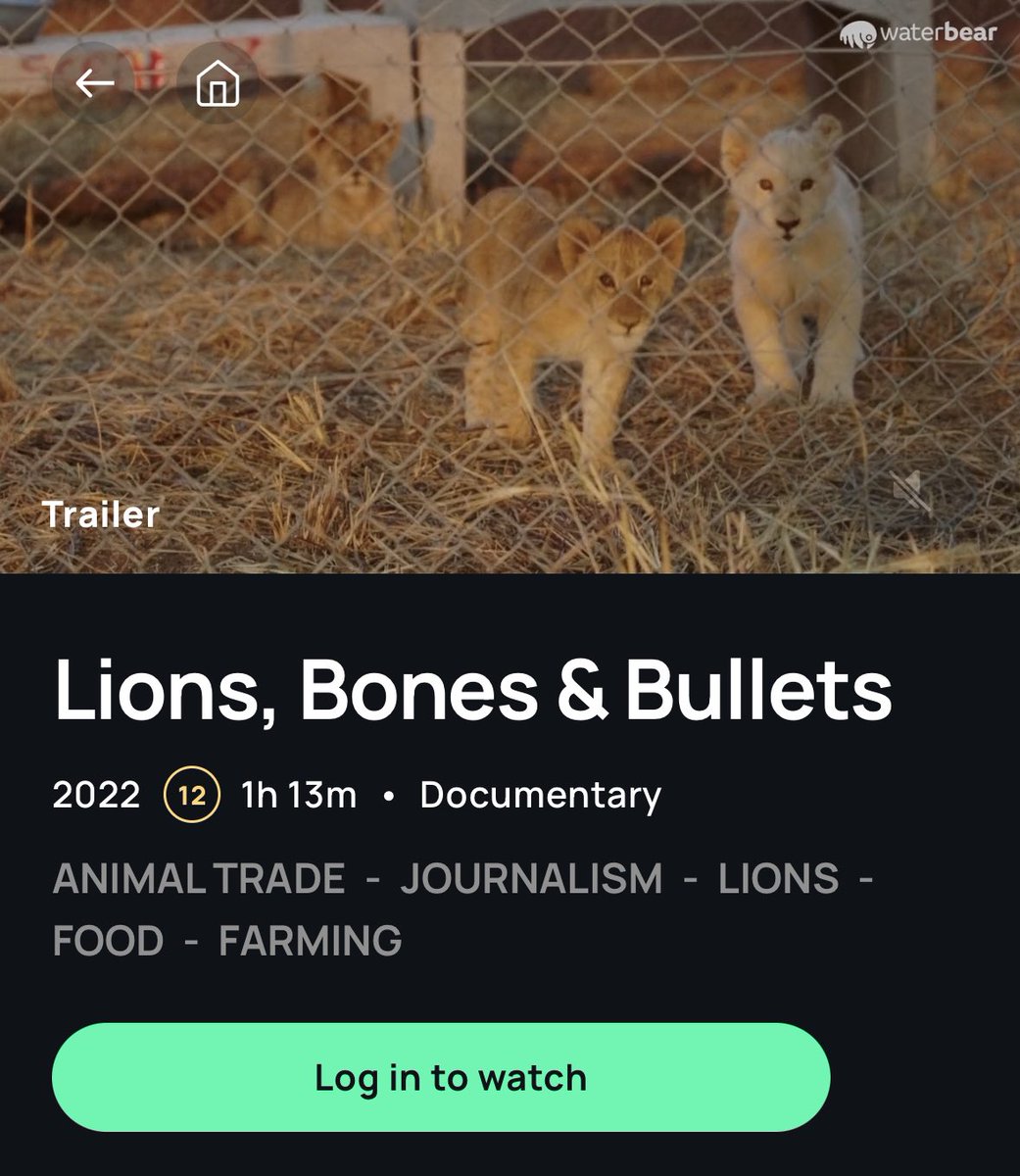 lionbonebullet's tweet photo. 🦁🎥 On this World Lion Day we and @WaterBearNet have a great present for all of you! You can now watch Lions, Bones and Bullets for free on WaterBear (➡️ link in comments)!

#lionsbonesbullets #waterbearnetwork #WorldLionDay https://t.co/z3187TlpEH