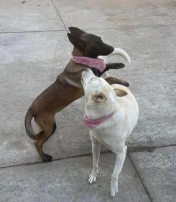LetyVarela's tweet photo. ‼️No tienen perdón de Dios‼️

#Buba y #Canela eran dos 🐕 🐕 amorosas y felices que fueron presuntamente balaceadas por el alcalde de Tangancícuaro #Michoacán David Melgoza y 2 escoltas

@FiscaliaMich ya investiga 
#JusticiaParaBUBAyCANELA
#MaltratoAnimal

https://t.co/GZxqyQbPkm https://t.co/Vpj36Mqpgl