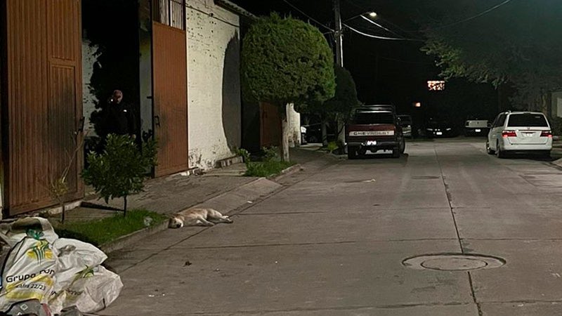 LetyVarela's tweet photo. ‼️No tienen perdón de Dios‼️

#Buba y #Canela eran dos 🐕 🐕 amorosas y felices que fueron presuntamente balaceadas por el alcalde de Tangancícuaro #Michoacán David Melgoza y 2 escoltas

@FiscaliaMich ya investiga 
#JusticiaParaBUBAyCANELA
#MaltratoAnimal

https://t.co/GZxqyQbPkm https://t.co/Vpj36Mqpgl