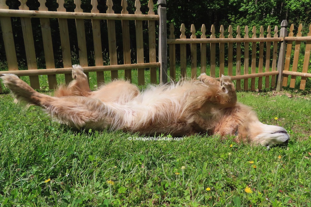 “Deep summer is when laziness finds respectability.” 
~ Sam Keen
#NationalLazyDay #DogDaysOfSummer #LawnPotato