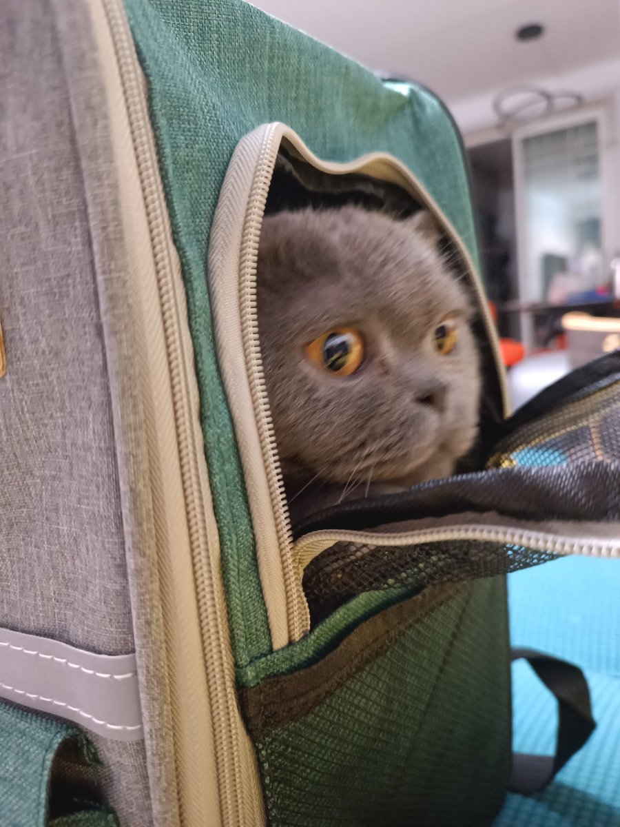 Meng baobao🐱