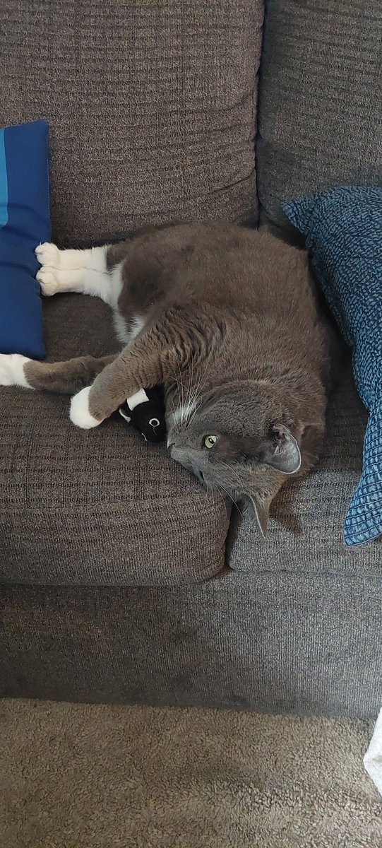 Meyersretire's tweet photo. #Sarge with his toy just #chilling

#bluerussian #tuxedocat #fatcat https://t.co/75BEmYM4hD