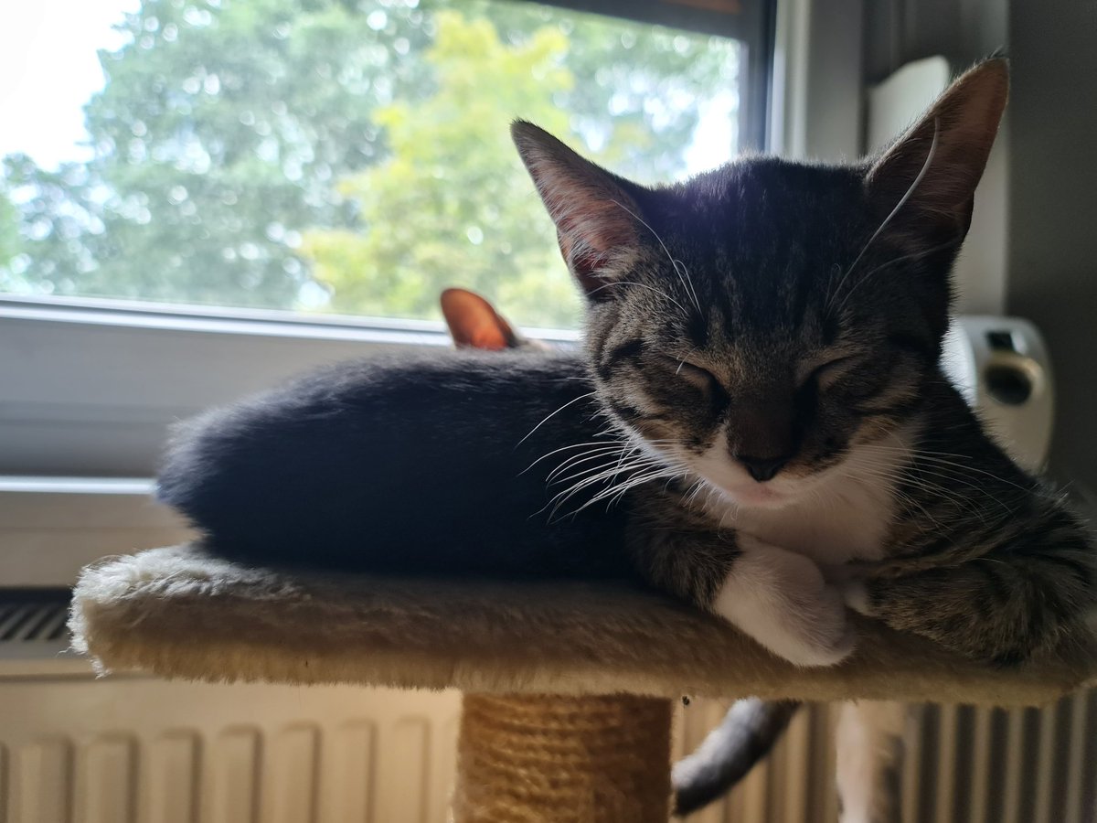 AkaHatena's tweet photo. Bald isses so weit.
Am Montag ziehen meine kleinen Babys Maui und Raya zu ihrer neuen Familie.
Bin gespannt wie gut sie damit klar kommen werden und wie groß sie sind, wenn sie mich im Garten besuchen kommen~ https://t.co/LGqyAo4qvd