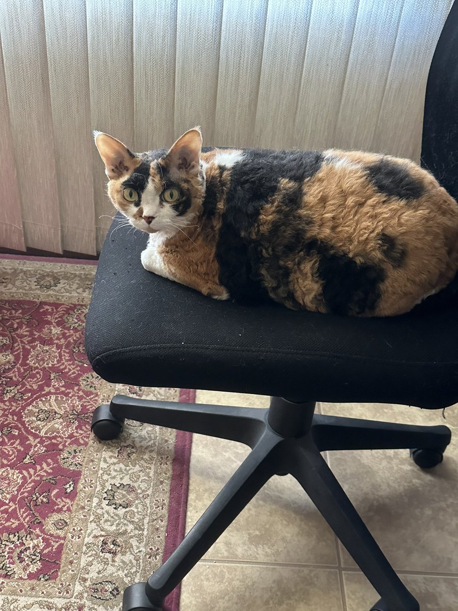 Khaleesi2915's tweet photo. Just loafing in the comfy office chair… #DevonRex #cats #CatsOfTwitter #CatsOnTwitter https://t.co/UTWLiIPaR9