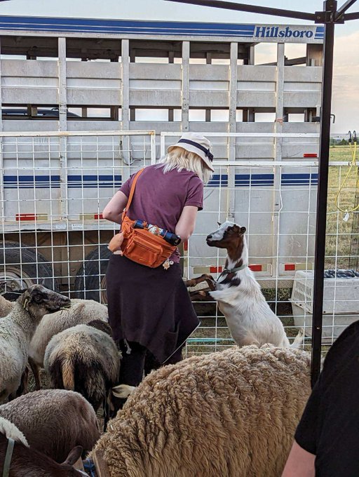 I got to pet some cute animals at the fair. They love carrots. The little baby goat got some soothing