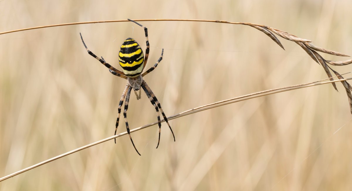 It looks as though its going to be a good year for the spectacular Wasp Spider with several seen today at Seaford. @sdnpa @SussexWildlife