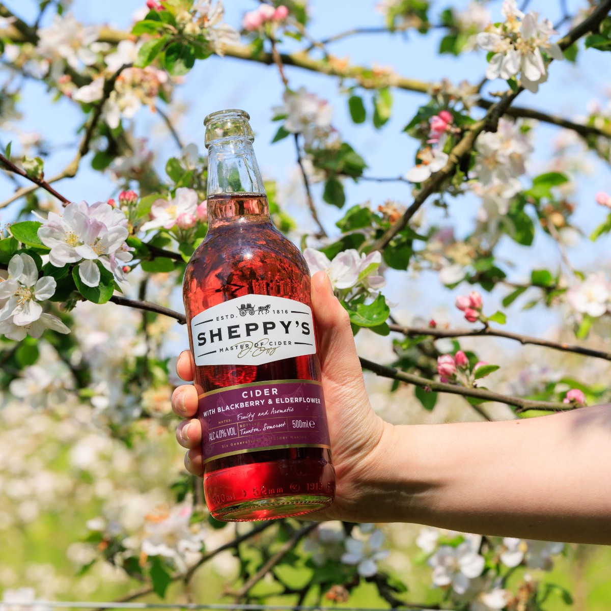 Cheers! 🍻 At #Sheppys we're making sure you have the necessities this cider season, but why not try our new flavours:

🍎 Cider with Blackberry and Elderflower.
🍎 #LowAlcohol Cider with Raspberry.

Head to sheppyscider.com to grab a few bottles for yourself! #Cider