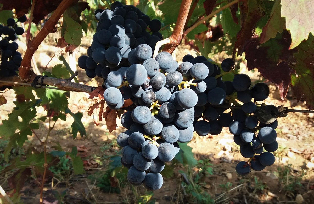 En la pulpa de una baya los azúcares no se encuentran repartidos de manera uniforme. Su concentración es mayor en la parte intermedia, en la parte exterior es algo menor y es en la parte más interna donde se localiza la concentración más baja.
#viticultura  #viticulture