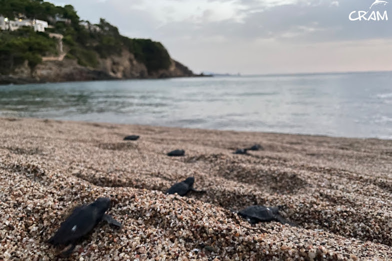 3CatInfo's tweet photo. Neixen a Begur i al delta de l'Ebre les primeres tortugues babaues de la temporada
https://t.co/PRq1FPRo0Q https://t.co/tjOB93tiI1