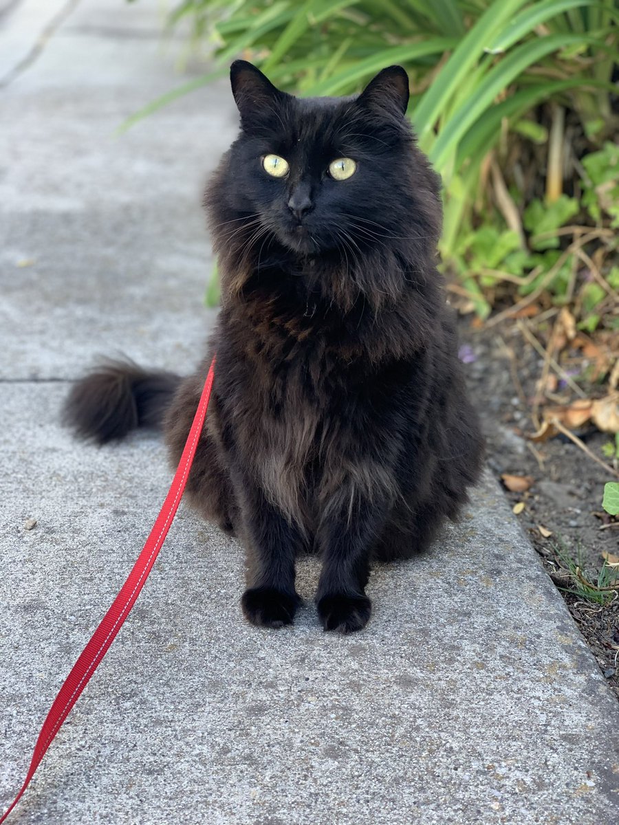 minettens's tweet photo. anyway here’s minette https://t.co/gcdIJaUL7K