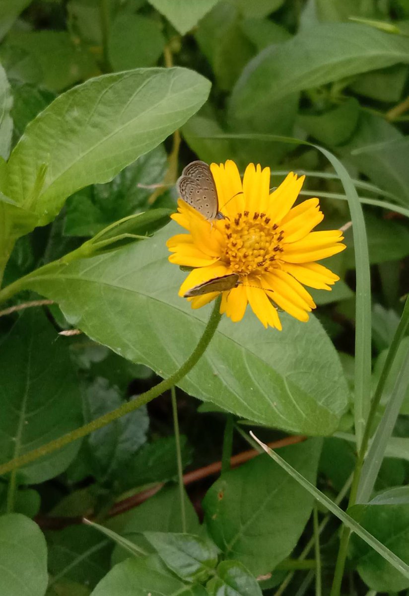 joyyy_wd's tweet photo. 🌻🦋 #HaveANiceDay 🦋🌻
#CreepingDaisy #Wedelia #Asteraceae #FLOWER #Flowers #Yellow #YellowFlower #ThePhotoHour #flowersphotography #FlowersOfTwitter #Nature #Butterfly #GardenersWorld #GardeningTwitter #garden #gardening #Beautiful #InsectThursday #Insect https://t.co/lGRcAfE3J7