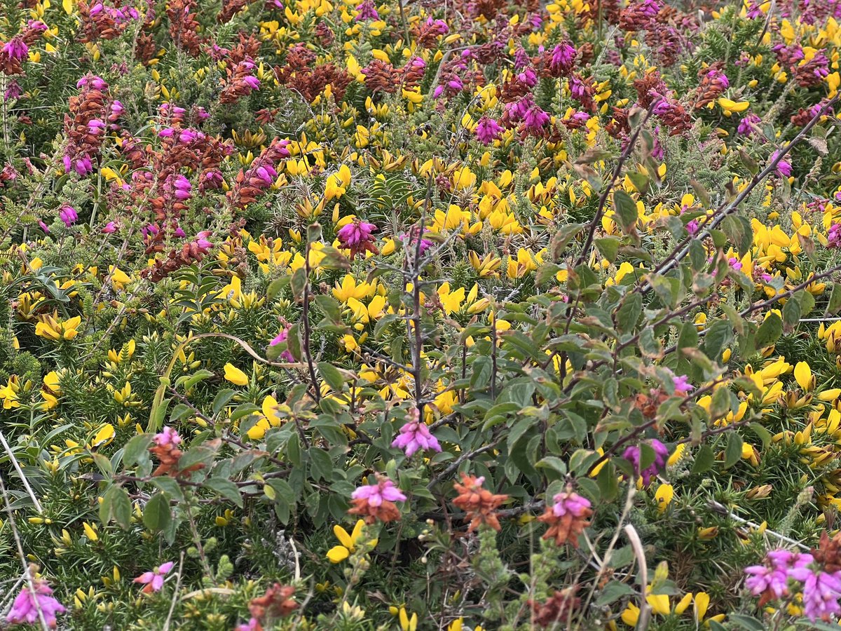 beuzec's tweet image. Les lumières du jour à #Crozon 1/.