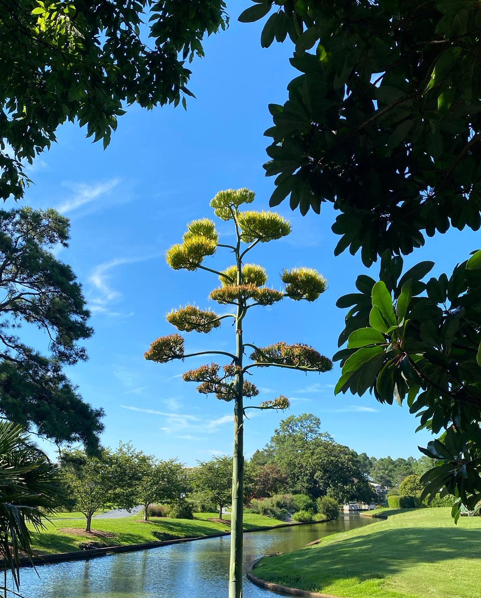 NorfolkBotanic's tweet photo. It took a century to look this good 🐝 

Our century plant, Agave americana, finally bloomed. Don’t wait too long to come see it in person! https://t.co/dTRsNqmoLz