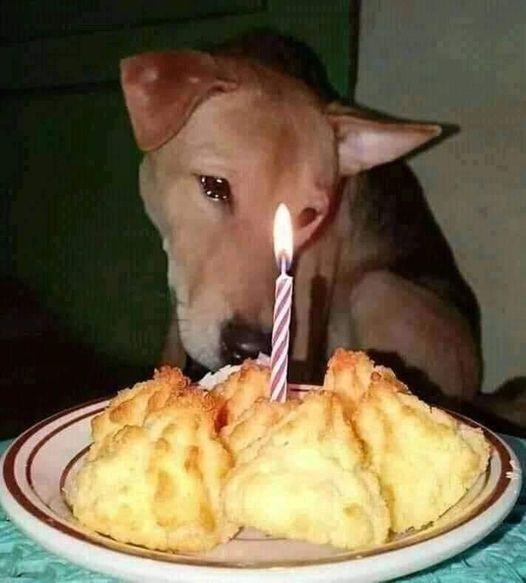 𝕏 Dogs tweet media