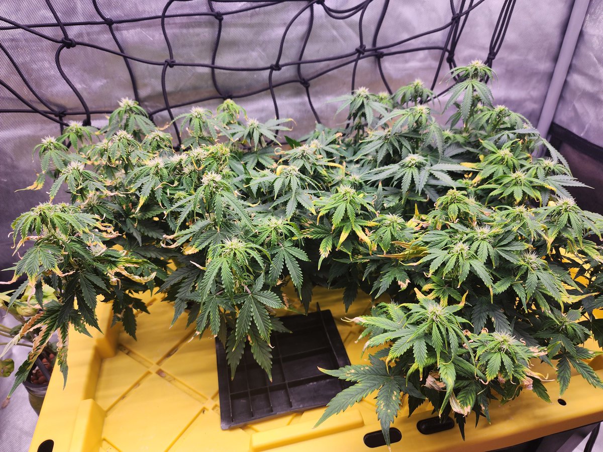 LiquidLitty's tweet photo. About week 3 of flower and although it looks rough, I won't give up on these girls
Confident they can bounce back, and the strain is Purple Panama Red Auto
By #nukeheads #hydroponics #dwc #cannabis101 https://t.co/61dsItV1IV
